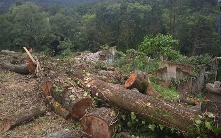 Preocupa tala de árboles en Omitlán - El Sol de Hidalgo | Noticias Locales,  Policiacas, sobre México, Hidalgo y el Mundo