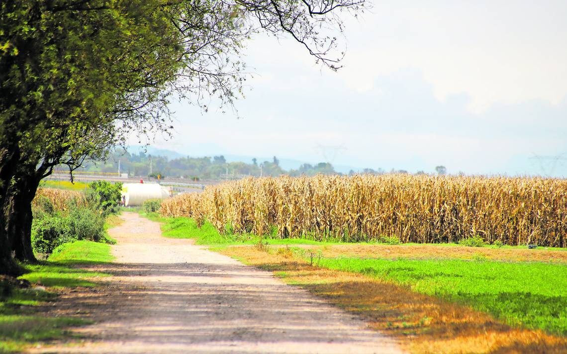 Hidalgo se destaca en producción de maíz – El Sol de Hidalgo