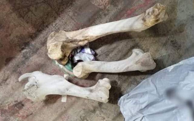 Detectan huesos humanos que serían enviados por mensajería al Edomex - El  Sol de México | Noticias, Deportes, Gossip, Columnas